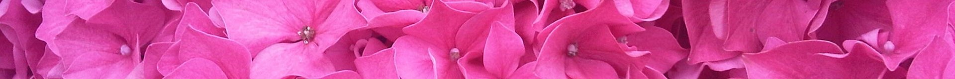 תקנון רכישה באתר