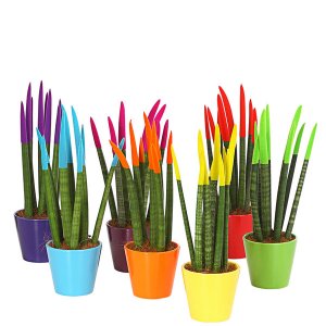 סנסיווריה צבעונית